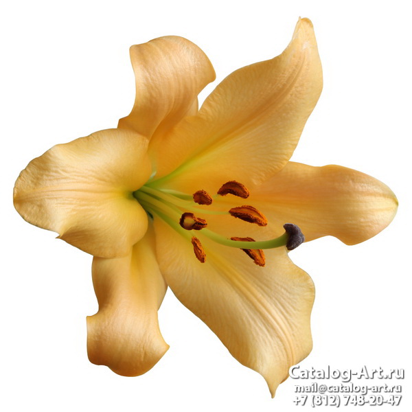 Yellow lilies 24